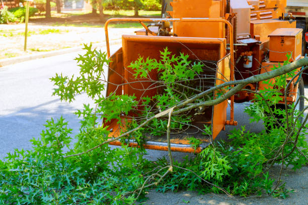 Tree Service Company in Six Mile, SC